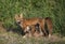 A Red fox Vulpes vulpes feeding her kits in the forest in springtime in Canada