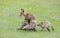 Red fox Vulpes vulpes feeding her kits in the forest in springtime in Canada