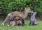 Red fox Vulpes vulpes feeding her kits in the forest in springtime in Canada