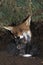 RED FOX vulpes vulpes, FEMALE WITH CUB, STANDING AT DEN ENTRANCE