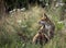 Red Fox, vulpes vulpes, Female with Cub standing at den entrance, Normandy