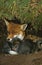 RED FOX vulpes vulpes, FEMALE WITH PUPS IN DEN, NORMANDY IN FRANCE