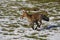 RED FOX vulpes vulpes, FEMALE RUNNING ON SNOW, NORMANDY IN FRANCE