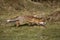 RED FOX vulpes vulpes, FEMALE STANDING ON GRASS, NORMANDY IN FRANCE