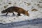 RED FOX vulpes vulpes, FEMALE STANDING ON SNOW, NORMANDY IN FRANCE