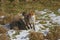 RED FOX vulpes vulpes, FEMALE STANDING ON SNOW, NORMANDY IN FRANCE