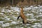 RED FOX vulpes vulpes, FEMALE TRYING TO CATCH A PREY, NORMANDY IN FRANCE