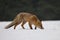 Red fox Vulpes vulpes ferrets about prey. Orange fur coat animal hunting in winter nature. Fox running in snow on meadow.