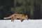 Red fox Vulpes vulpes ferrets about prey. Orange fur coat animal hunting in winter nature. Fox running in snow on meadow.