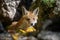 Red fox, vulpes vulpes in forest. Close little wild predators in natural environment