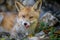 Red fox, vulpes vulpes in forest. Close little wild predators in natural environment