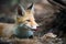 Red fox, vulpes vulpes in forest. Close wild predators in natural environment