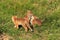 Red Fox & x28;Vulpes vulpes& x29;Germany