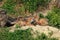 Red Fox & x28;Vulpes vulpes& x29;Germany