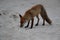 red fox (Vulpes vulpes) Germany