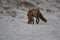 red fox (Vulpes vulpes) Germany