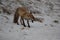 red fox (Vulpes vulpes) Germany