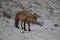 red fox (Vulpes vulpes) Germany