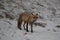 red fox (Vulpes vulpes) Germany