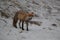 red fox (Vulpes vulpes) Germany