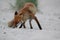 red fox (Vulpes vulpes) Germany