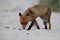 red fox (Vulpes vulpes) Germany