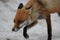 red fox (Vulpes vulpes) Germany