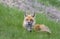 A Red fox Vulpes vulpes on a grassy hill in springtime in Canada