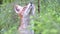 Red fox, vulpes vulpes, in green forest. Red fox looks around, close up. European nature.