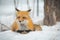 Red Fox - Vulpes vulpes, healthy specimen In his habitat in the woods.