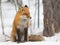 Red Fox - Vulpes vulpes, healthy specimen, squinting in his habitat in the woods.