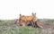 A Red fox Vulpes vulpes and her kits on a grassy hill in springtime in Canada