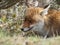 Red fox (Vulpes vulpes) hidden