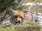 Red fox (Vulpes vulpes) hidden and happy