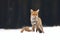 Red fox Vulpes vulpes hunting. Fox with caught hare. Hunter with prey. Orange fur coat animal in snow on forest meadow. Wildlife