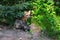 Red Fox Vulpes vulpes Kit Runs Up to Adult Under Pine Tree Summer