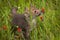 Red Fox Vulpes vulpes Kit Sniffs at Castilleja Flower Summer