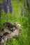 Red Fox Vulpes vulpes Kit Stands on Log Looking Right Summer
