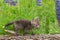 Red Fox Vulpes vulpes Kit Walks Across Log with Lupine Summer