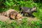 Red Fox Vulpes vulpes Kit Walks Past Sleeping Adult Summer