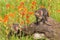 Red Fox Vulpes vulpes Kits Crawl Over Log With Prairie Fire Flowers Summer