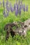 Red Fox Vulpes vulpes Kits Investigate Log