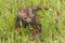 Red Fox Vulpes vulpes Kits Looks Out From Grass with Prairie Flowers Summer