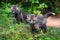 Red Fox Vulpes vulpes Kits Stand Near Den Site Summer