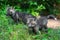 Red Fox Vulpes vulpes Kits Stand Outside Den Site Summer