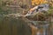 Red Fox (Vulpes vulpes) Leans Down Rock to Water Reflected Autumn