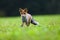 The red fox Vulpes vulpes looks for food in a meadow. Young red fox on green field with dark spruce forest in background.Young