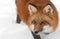 Red Fox (Vulpes vulpes) Looks Left Close Up