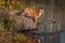 Red Fox  Vulpes vulpes Looks Right From Rock at Pond Autumn