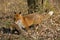 Red Fox, vulpes vulpes, Male hunting Wild Rabbit, Normandy